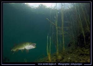 Adult Pike Fish... by Michel Lonfat 